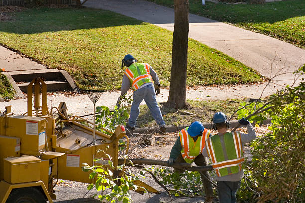 Best Arborist Consultation Services  in Hollis, OK